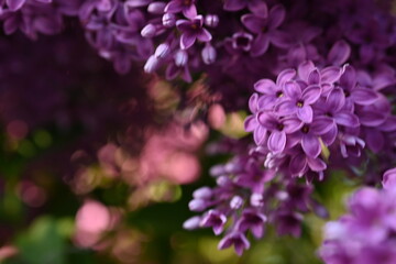 macro purple floral lilac background, Soft purple lilac background, lilac buds, violet color texture, purple lilac flowers on a green background	
