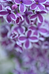 macro purple floral lilac background, Soft purple lilac background, lilac buds, violet color texture, purple lilac flowers on a green background	
