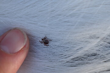 black tick on the white coat of a dog, tick bite to a dog, treatment of a dog after a parasite bite, pet after a bite, a pest on the dog's skin, the causative agent of encephalitis	
