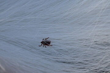 black tick on the white coat of a dog, tick bite to a dog, treatment of a dog after a parasite bite, pet after a bite, a pest on the dog's skin, the causative agent of encephalitis	
