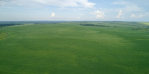 Large field of green grass with a few trees in the background