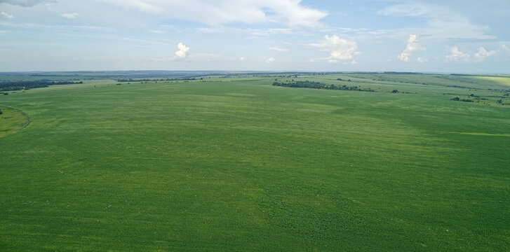 Large field of green grass with a few trees in the background
