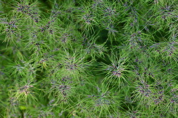 green spikelets photo from above, grass texture photo from above