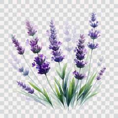 Watercolor painting of a lavender with leaves, isolated on transparent background. © ku4erashka