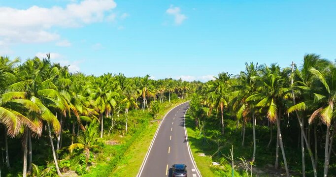 aerial view of car driving on the road in the sunny dense coconut woods at Hainan Wenchang by the sea.  