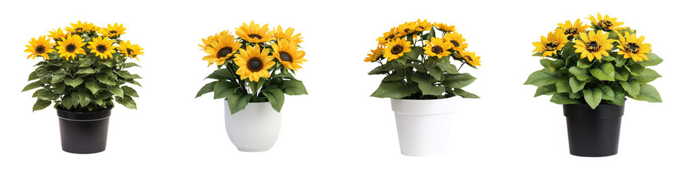 Obraz premium Collection of Bright and Vibrant Sunflower Plants in Ceramic Pots and Vases Arranged Together on a White Background Concept of Floral Summer Garden