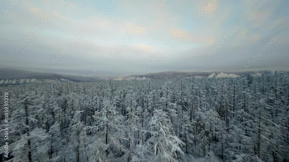 Poster snow blankets a vast forest of tall trees in a remote location. the overcast sky adds a calm ambianc