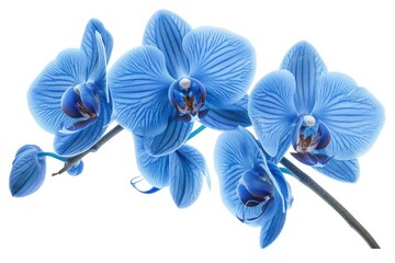Flawless Visual of Blue Orchid Flower Isolated on White Background