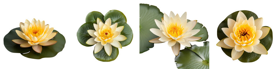 Exquisite water lilies floating gently on a serene pond surrounded by lush green foliage and creating a tranquil calming atmosphere