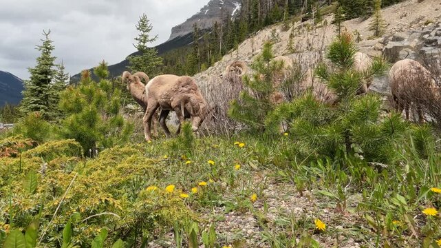 Low angle closeup footage of Bighorn Sheep grazing in the Canadian Rockies National Park, Jasper. One bighorn touches the lens with its muzzle. The majority of individuals are male. It is a dry day.