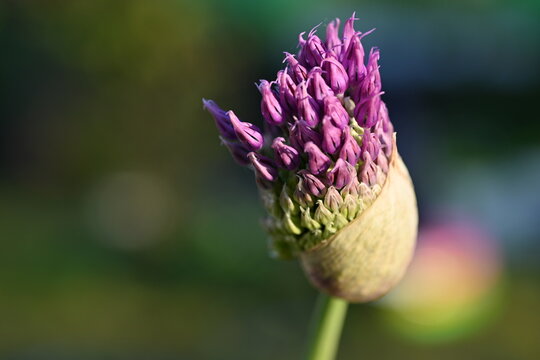 purple onion flowers, close up photo of meadow flowers, purple flowers close up, abstract background for mother's day, for card for inserting text	
