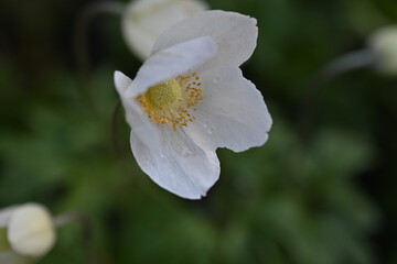 White anemone flowers close up in spring garden – macro photography of delicate wildflowers on green blurred background, natural floral detail of blooming wood anemone in soft evening light