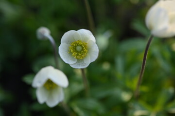 Fototapeta premium White anemone flowers close up in spring garden – macro photography of delicate wildflowers on green blurred background, natural floral detail of blooming wood anemone in soft evening light