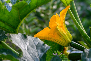 Marrow, courgette or Zucchini flowers growing in a vegetable plot. Fresh home grown kitchen garden. Organic squash produce.
