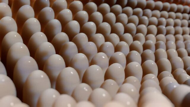 Darmzotten in Bewegung