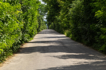 Serene tree-lined pathway inviting tranquility and exploration on a sunny day