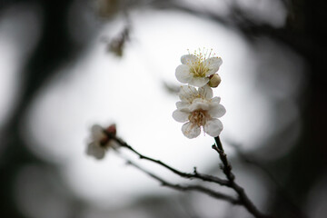 梅花　梅の花