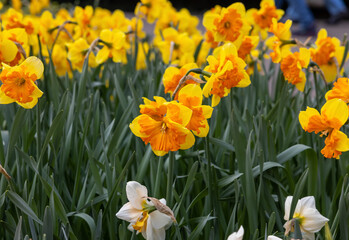yellow daffodils flowers blooming in a garden