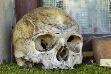 Large human skull displayed in a spooky setting on grass in an antique shop