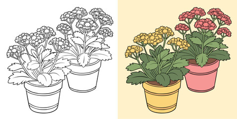 Sedum Flower Pot Plant Illustration in Line Art and Colored Style.
