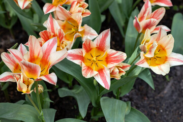 Obraz premium Colorful tulip called Quebec. Lily flowered group. Tulips are divided into groups that are defined by their flower features