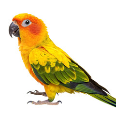 Fototapeta premium Sun Conure Parrot Bird Vibrant Orange Yellow Green Feathers Profile View Studio Shot Isolated White Background Pet Animal Wildlife