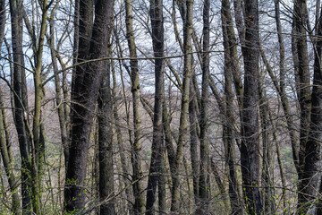 Obraz premium Winter landscape reveals a dense forest of leafless trees against a cloudy sky