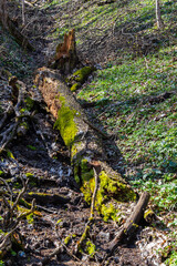 Fototapeta premium Moss-covered fallen tree log in a forested area during springtime daylight hours