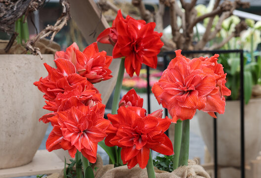 Red Amaryllis called Double Circus