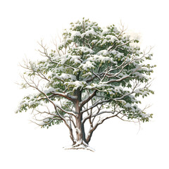 Obraz premium Winter Tree Clipart Vector Illustration