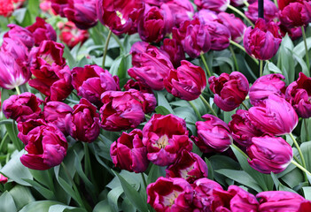 Purple tulips called Purple Stone. Triumph  group. Tulips are divided into groups that are defined by their flower features