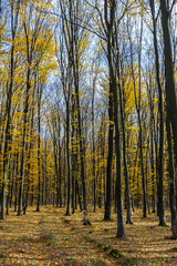Golden autumn leaves illuminate a serene forest path on a clear day