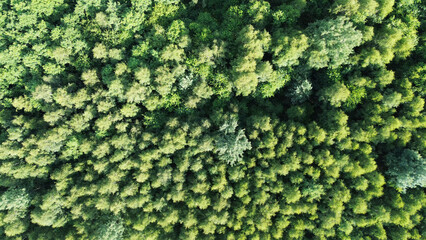 Green forest from above