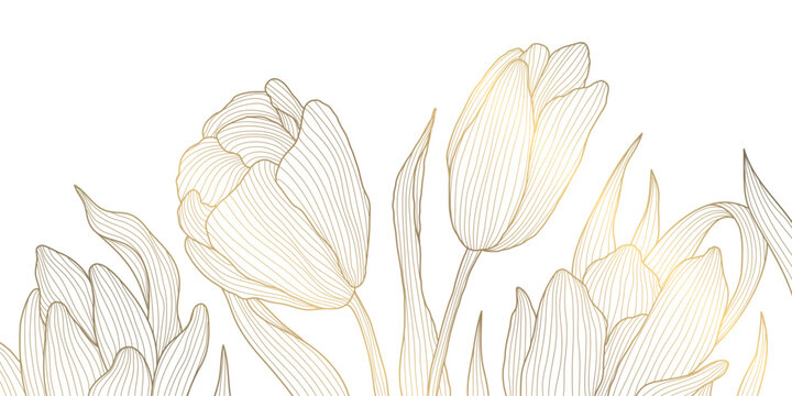 Vector line gold on white tulips art, luxury graphic botanical illustration, plant floral background