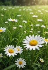 A delicate daisy flower in a lush green meadow, outdoor, garden