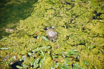 A wild turtle hides in the mud in the water of a river or pond.