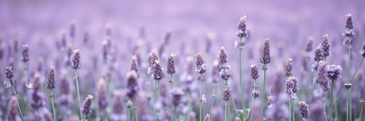 Obraz premium A field of delicate lavender flowers swaying gently in the breeze on a soft violet background, delicate blooms, lavender flowers clipart, purple flowers