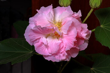 The beautiful colorful blooming of hibiscus mutabilis flower © leochen66