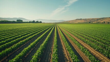 A busy farmer at a roadside vegetable stand, arranging fresh produce for customers with a smile on their face