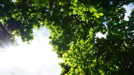 Sun through leaves