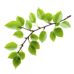 Fototapeta premium Fresh green leaves on a branching twig in spring, cut out - stock png.