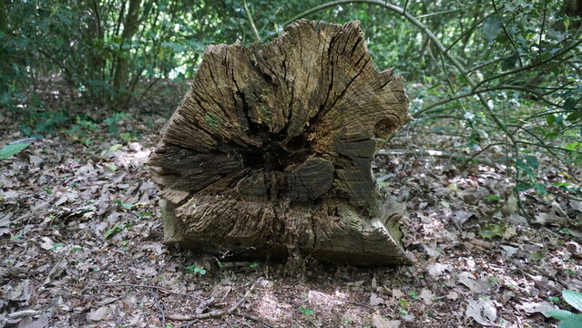 Cut down tree