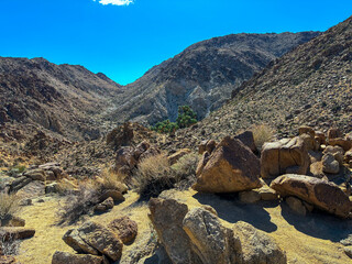 Obraz premium Fortynine Palms Oasis at Joshua Tree National Park in California