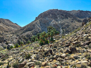 Fortynine Palms Oasis at Joshua Tree National Park in California
