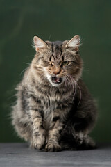 Obraz premium Cute and funny rescued cat making funny faces for the adoption images. 