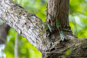 Marco image Group of Lantern bug (Pyrops sidereus) at Rainforest jungle Sabah, Borneo.