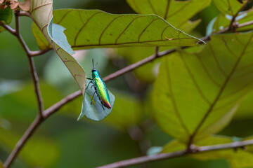 Close-up image of Beautiful Jewel beetle hanging on green leaves