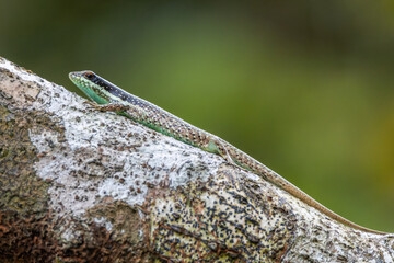 Borneo skink or striped tree skink, is a species of lizard endemic to Borneo.