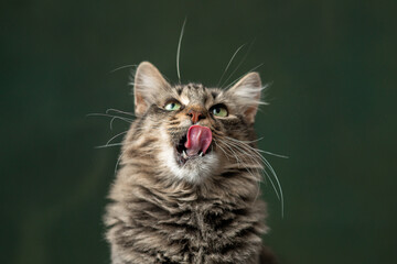 Beautiful and funny rescued cat portrait on a green background.  