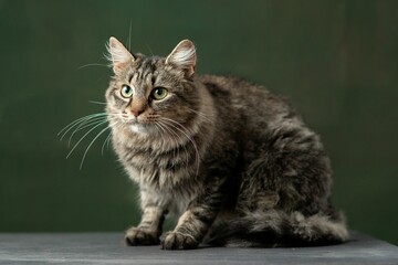 Beautiful and funny rescued cat portrait on a green background.	